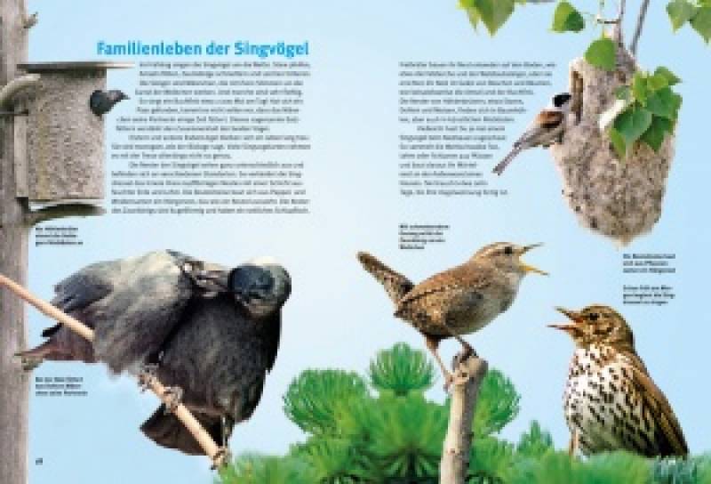 Preview: Entdecke die Singvögel